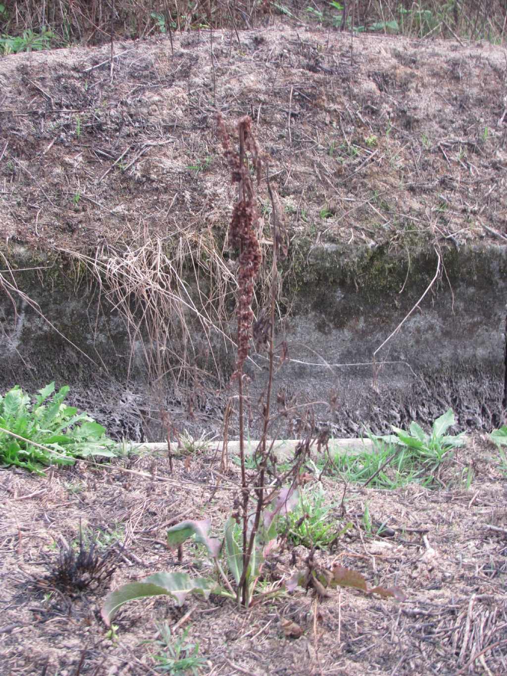 Rumex crispus